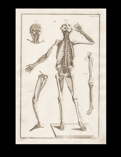 Antique Original Engraving Human Anatomy Muscles Skeleton Medicine Copperplate Circa 1770