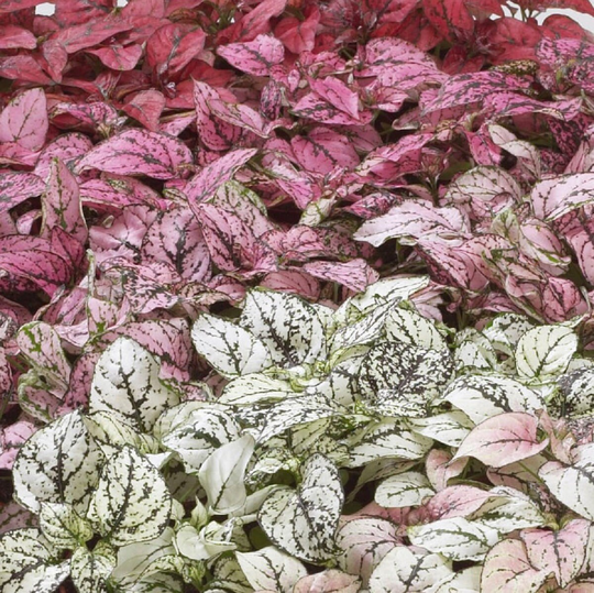 Hypoestes Seeds Confetti Mix 50 Thru 1, 000