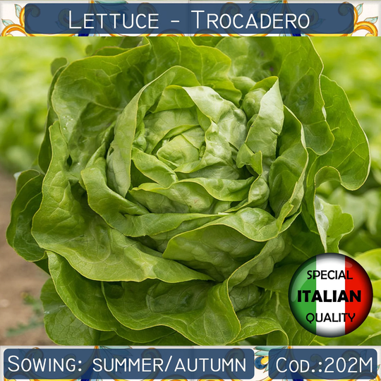 300+ Lettuce Trocadero Seeds, Boston Italian Vegetable Non Gmo #202M