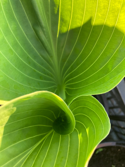 Hosta