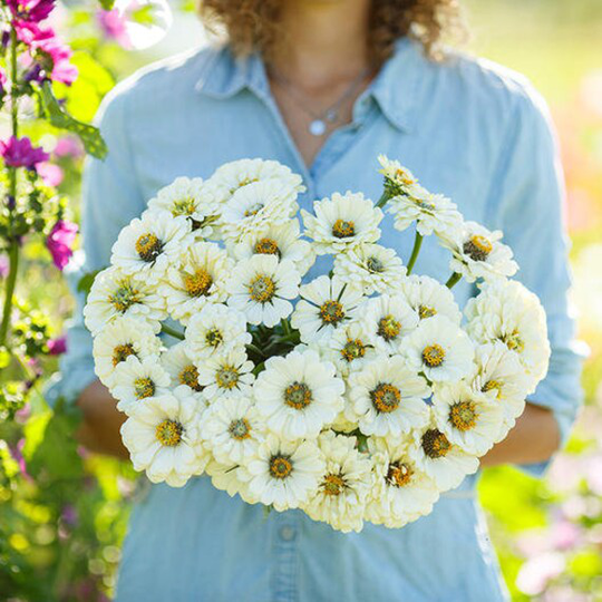 Usa Seller Polar Bear Zinnia 25 Seeds Heirloom Elegans