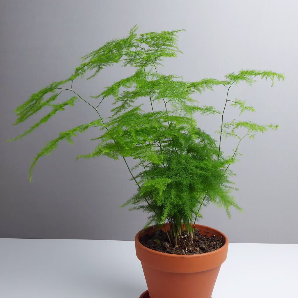 Asparagus Plumosus Fern Houseplant Seeds - Tropical Indoor House Plant 10 Fresh Rare Easy To Grow