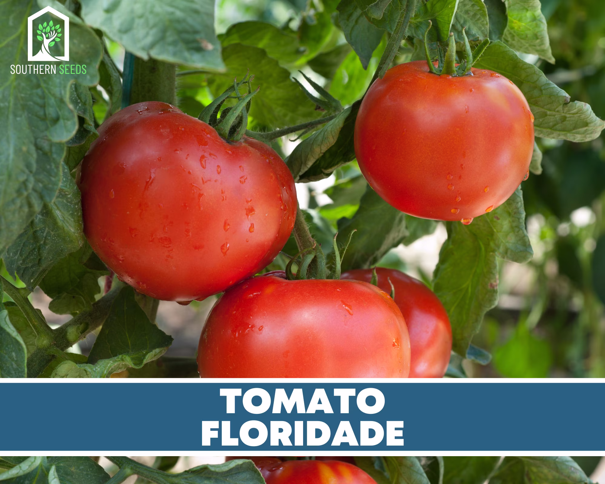 Tomato, Floridade - Heirloom Seeds Determinate Nongmo | Lycopersicon Esculemtum