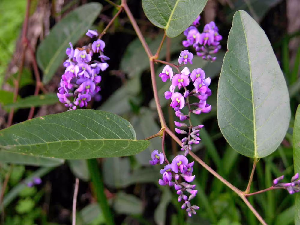 Hardenbergia Violacea - Native Sarsaparilla Seeds Climber 20 Seeds