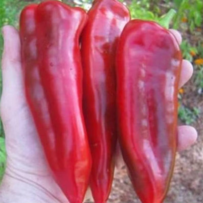 Sweet Pepper Marinka Tongue Seeds Heirloom Non Gmo For Planting | 204528