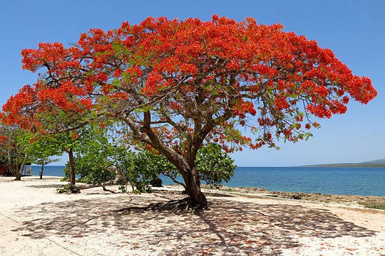 Royal Poinciana Flamboyant Tree | Delonix Regia Seeds