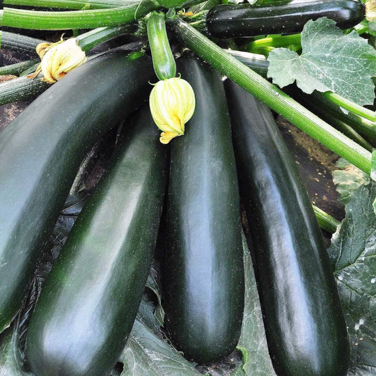 Squash Seeds Black Beautiful