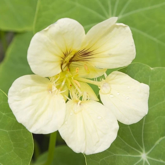 Nasturtium Thrush Seeds Annual Flowering Non Gmo For Planting | 204764