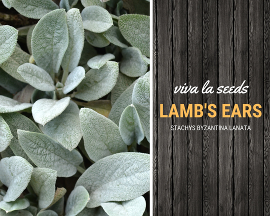 Lamb's Ears | 50 Seeds Medicinal Herb Non Gmo Stachys Byzantina Lanata