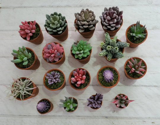 Little Gift Succulents Succulent Pots Planter Plants Favours Faux Fake Terracotta