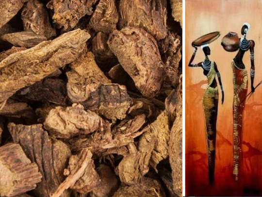 Yellow Dock Root | Country Of Origin. Italy Free Shipping