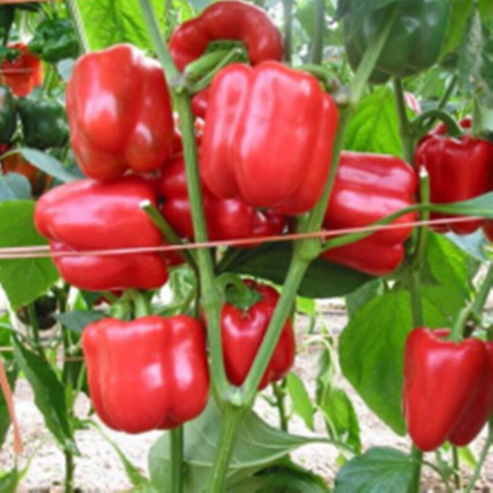 Sweet Pepper Red Square Seeds Open-Pollinating Non Gmo For Planting | 204591