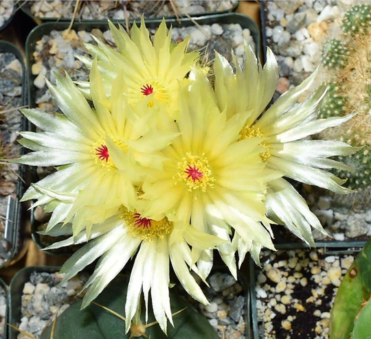 Parodia Werdermanniana | 15 Seeds
