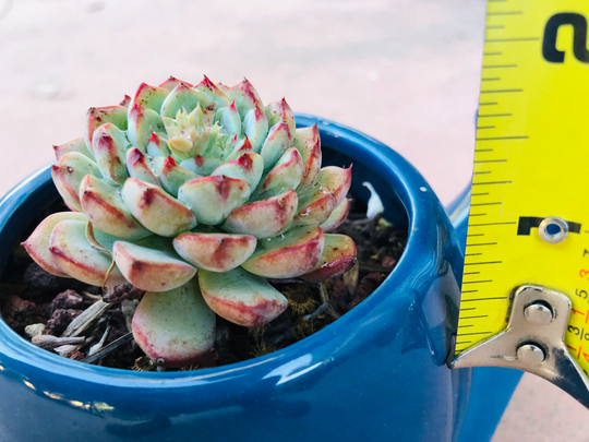 Echeveria Minima Live Rooted