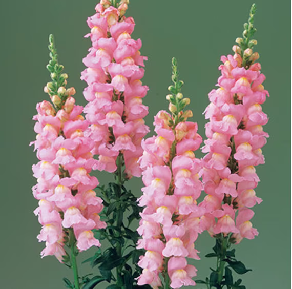 Antirrhinum Majus Pink Flower Seeds