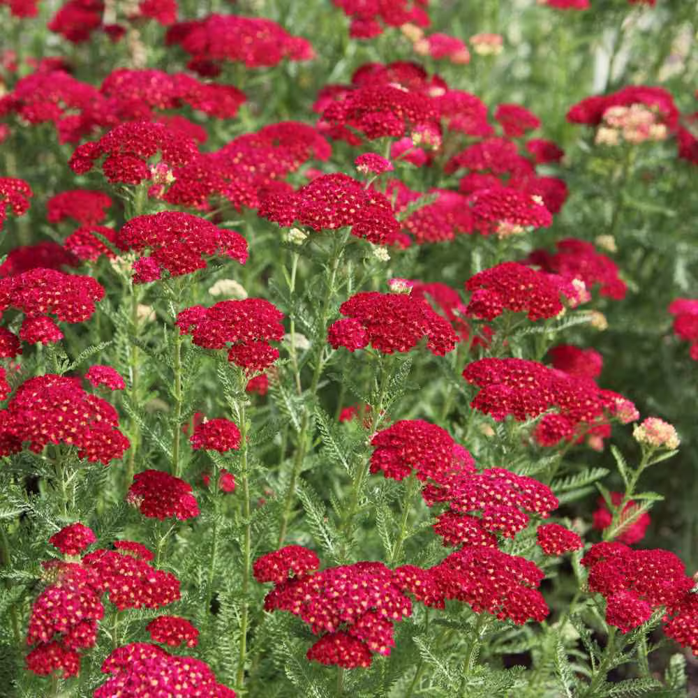 Usa Seller Rubra Red Yarrow Seeds 100 Seeds Heirloom Achillea Millefolium