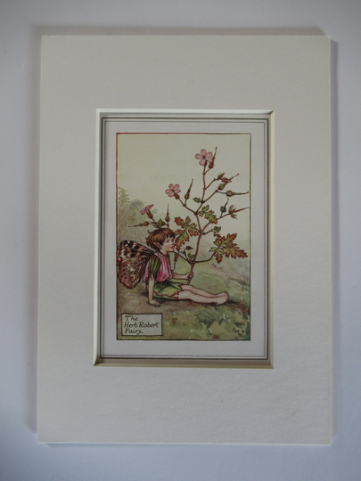 Flower Fairies/Fairy The Herb Robert Fairy, Vintage Print, Rare, 1927, By Cicely Mary Barker, Summer Mounted