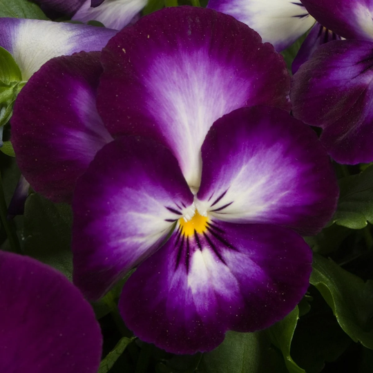 Pansy Seeds Ultima Radiance Purple Lace 50 Thru 500 Viola
