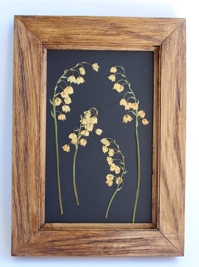 Pressed Lily Of The Valley Vintage Herbarium. Dried Flower Frame. Art, Pressed Frame, Desiccated