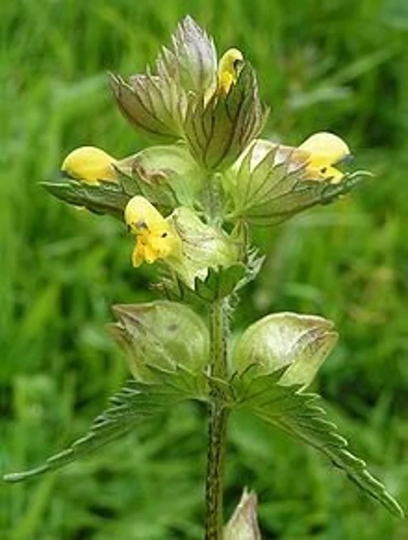 Rhinanthus Minor | 20 Seeds