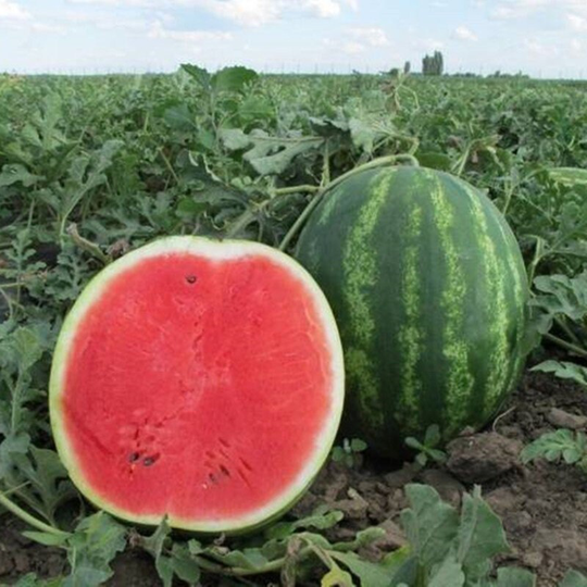 Watermelon Producer Seeds Heirloom Non Gmo For Planting | 202218