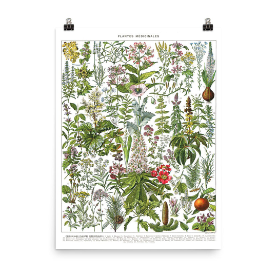 In Large Medicinal Plants Botanical Poster G To Z. Vintage Illustration Reproduction. French Country Decor Classroom Herbs