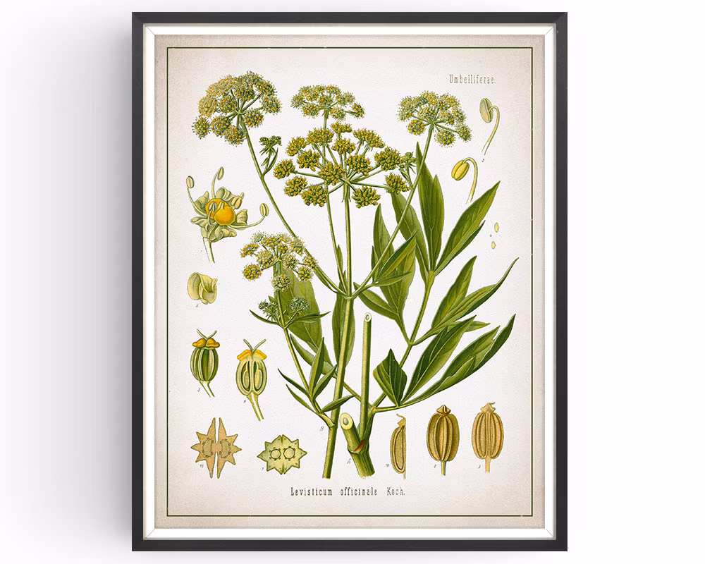 Lovage - Botanical Print Vintage Herb Art Medicinal Plant Botany Decor Kitchen Unframed