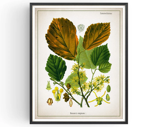 Witch Hazel - Botanical Print Vintage Medicinal Plant Remedy Botany Decor Kitchen Unframed