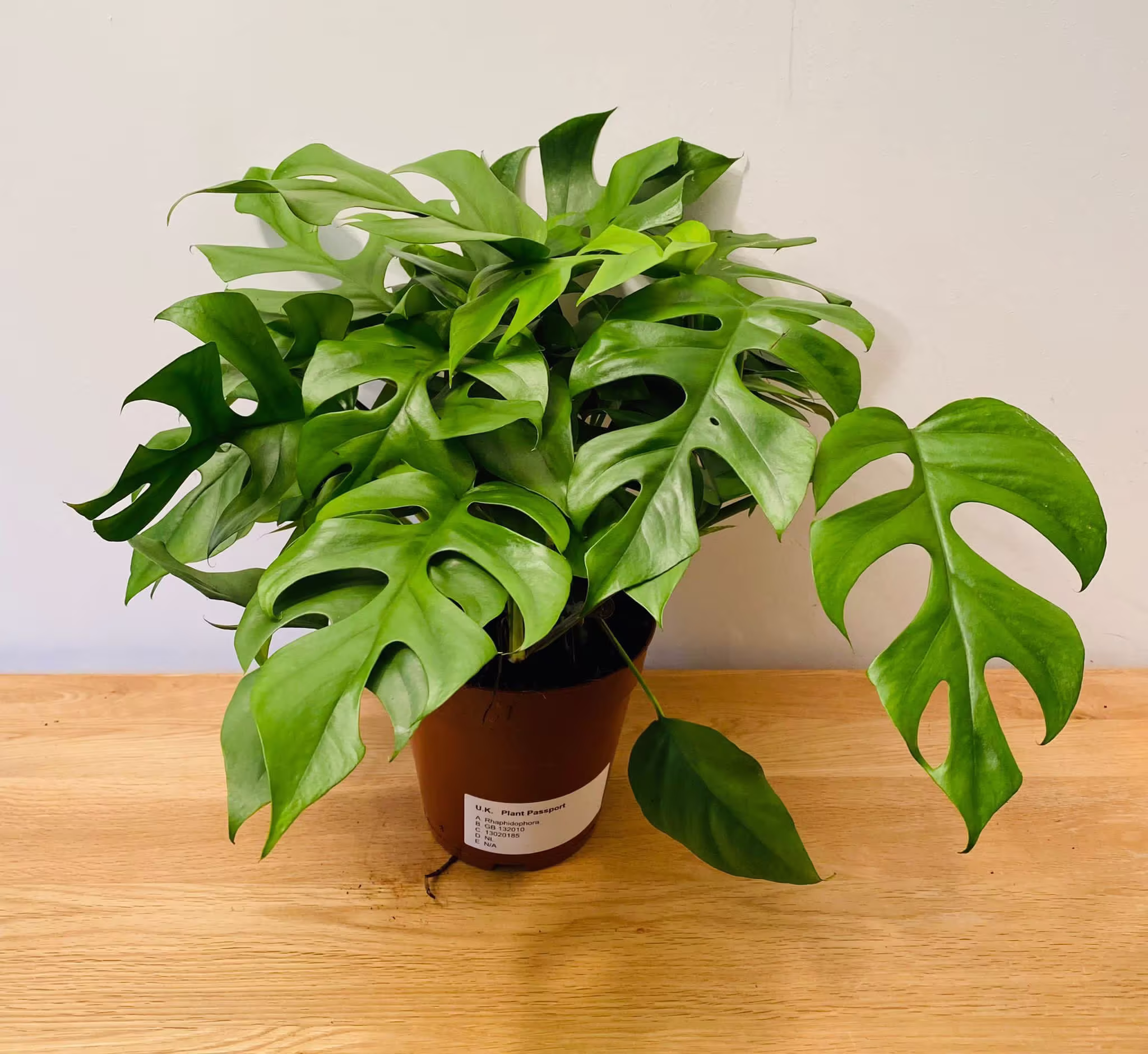 Monstera Minima, Rhaphidophora Tetrasperma in 15cm Pot
