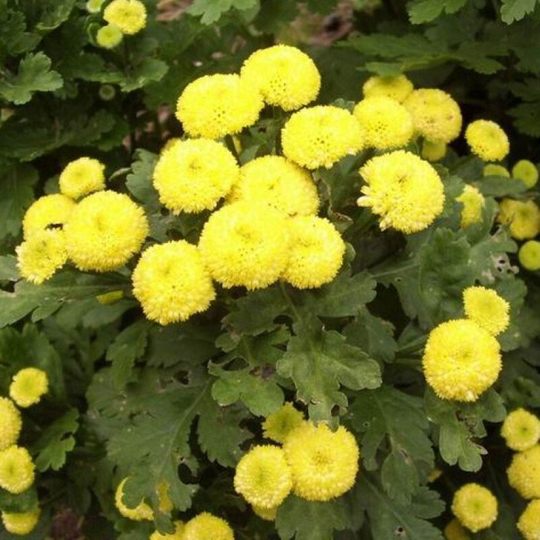 Rare Original Flower Seeds Chamomile Maiden "Sunball