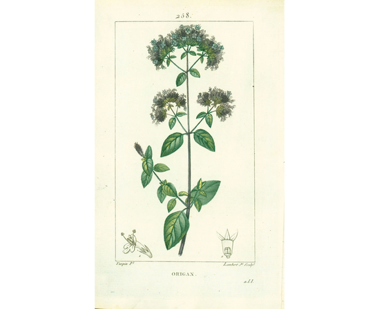 1814 Oregano Antique Herbalism Print Plant Natural History Botanical Botany Wall Art Framing Home Decor