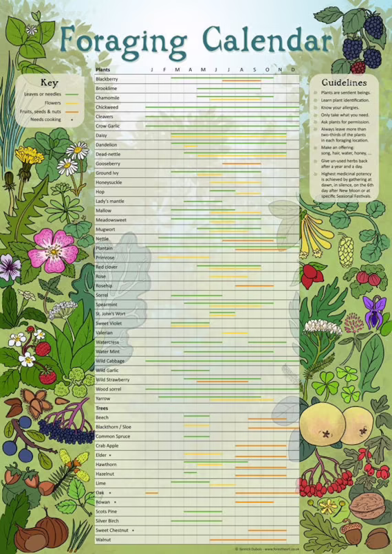 Foraging Calendar, Ecofriendly A3 Print, Wall Art Poster, Infographic, Herbalism, Wild Food, Plant Calendar