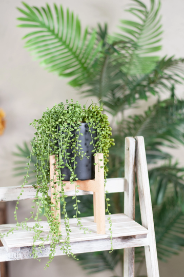 Ceramic Cylinder Planter & Stand/Plant Stand With 5'' Black/Plant Natural Color/Mid Century Modern Plant Stand/Cylinder Pots