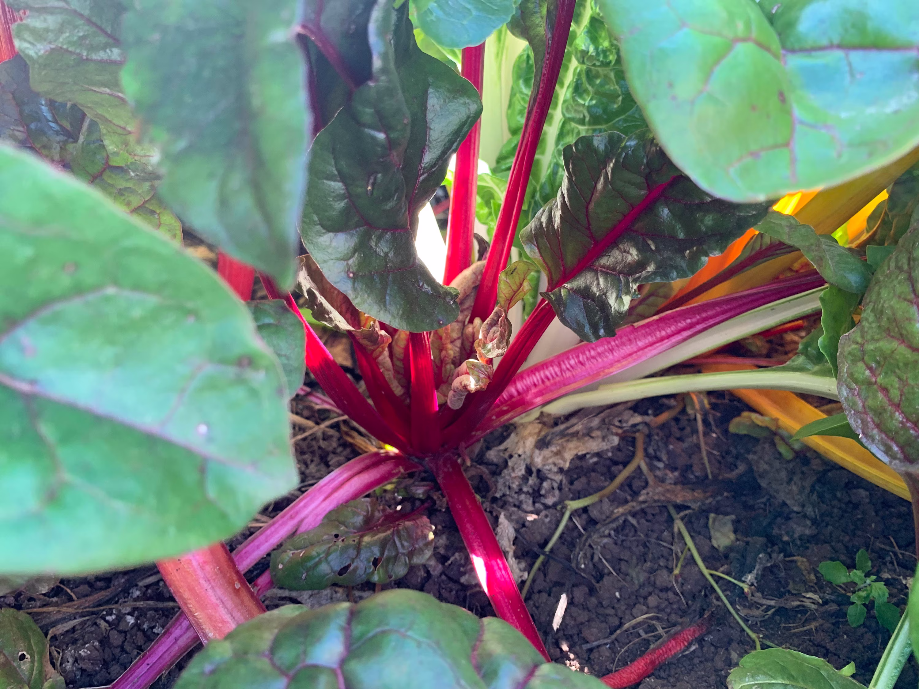 Magenta Sunset Swiss Chard Seeds, 150+ Seeds // Heirloom, Non Gmo, Beta Vulgaris Cicla