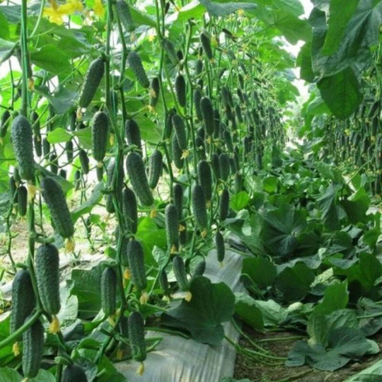 Cucumber Kaprikorn Seeds Self-Pollinating Non Gmo For Planting | 204666
