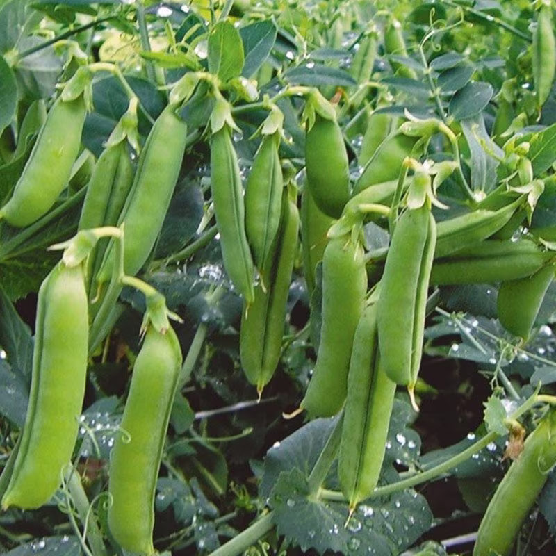 Pea Favorit Seeds Heirloom Non Gmo For Planting | 202883