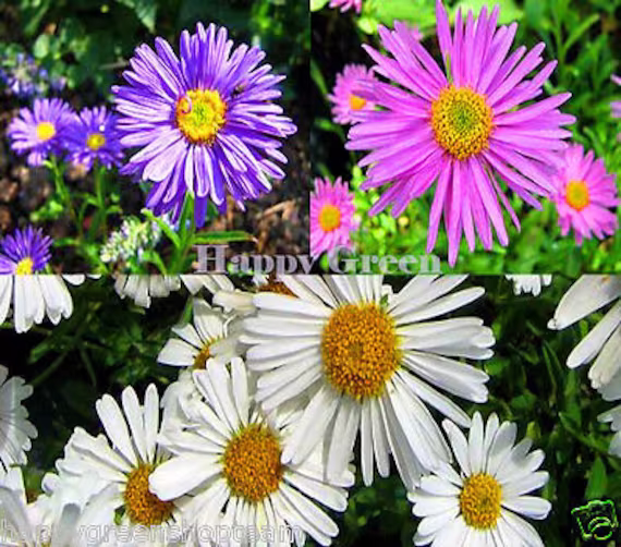 Alpine Aster Mixed Colours - 150 Seeds Aster Alpinus Rockery Flower