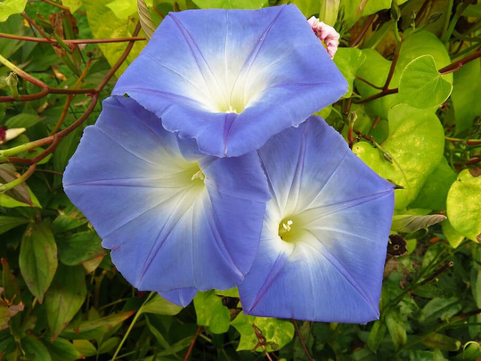 Morning Glory Dacappo Light Blue Flower Seed Pack - Vine Seeds