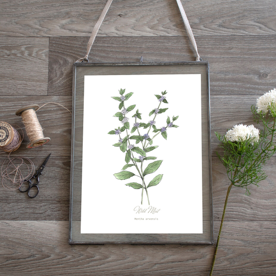 Wild Mint Herb Botanical Print Watercolour Plant Illustration, Kitchen Art, Gift For Her, Wall Art