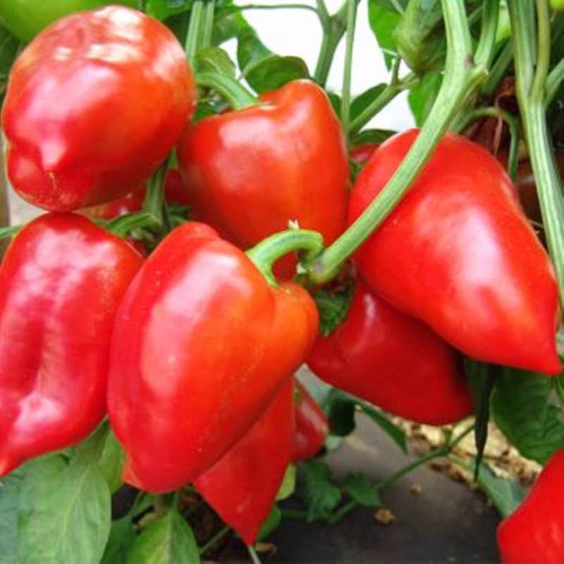 Sweet Pepper Rubinova Seeds Open-Pollinating Non Gmo For Planting | 204550