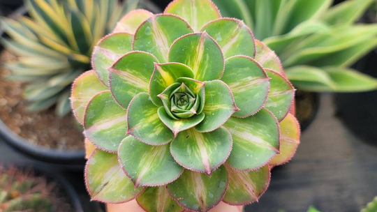 Aeonium Starburst 4