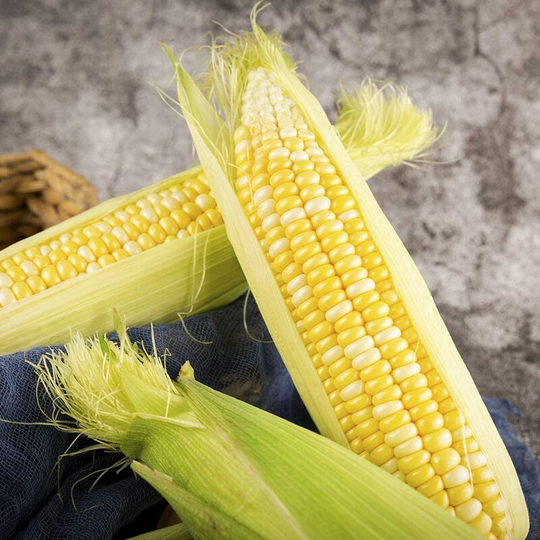Corn Seeds Organic, 40g bag of seeds, easy to grow vegetable crop sweet corn seeds for home garden
