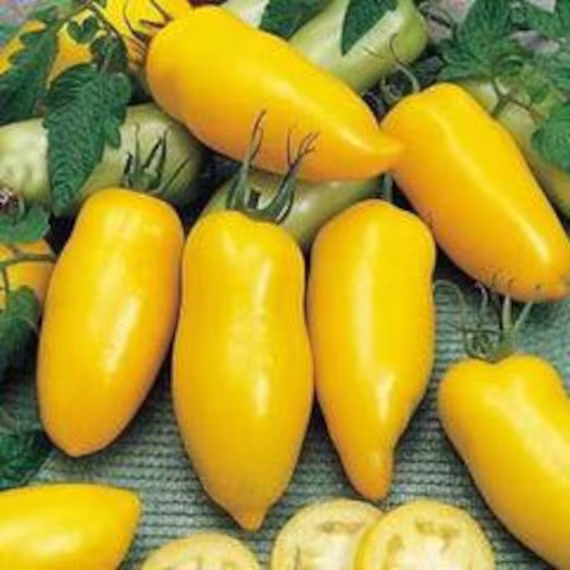 Tomato Seeds Yellow Banana