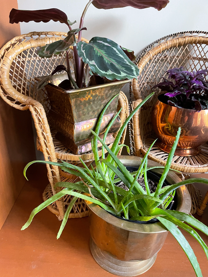 Planters, Plant Stand, Peacock Chair, Holder, Pot, Wicker Planter, Peacock, Boho Home Decor, Lover Gift