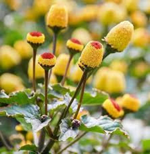 Toothache Plant Seeds 20 Count