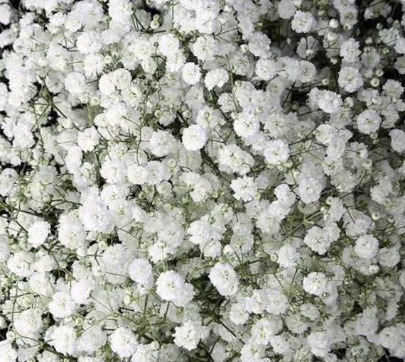 Perennial Baby's Breath Seeds