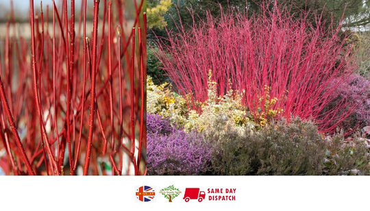 Red Dogwood [Cornus Alba] | 30+ Seeds Fully UK Hardy Same Day Dispatch