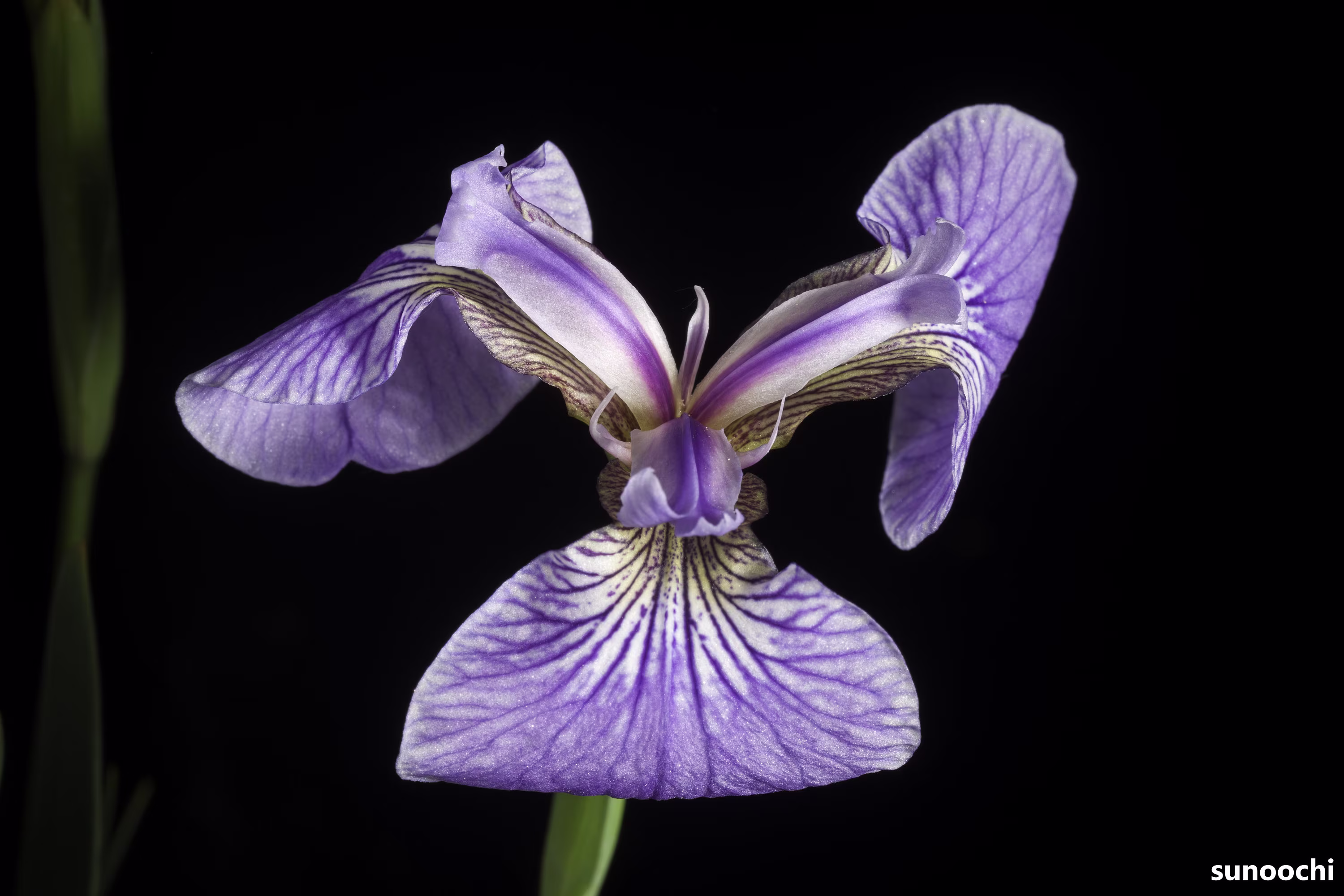 Iris Setosa - The Bristle-Pointed Violet Blue Arctic Flower 10 Seeds