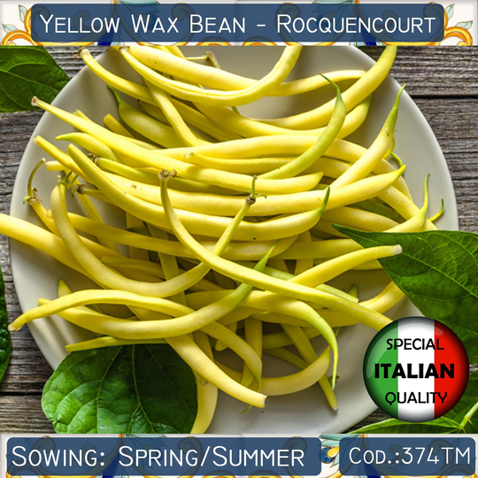 10 Rocquencourt Yellow Wax Bean Seeds, Pod Dwarf French Seeds #374Tm