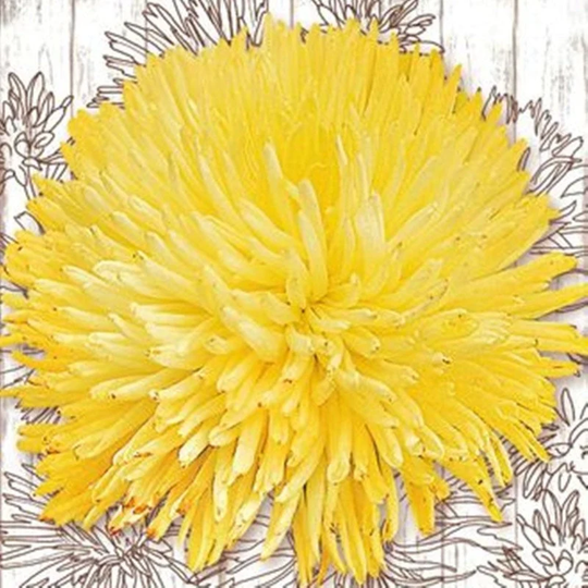 Art Aster Goldy Seeds Annual Flowering Non Gmo For Planting | 202148